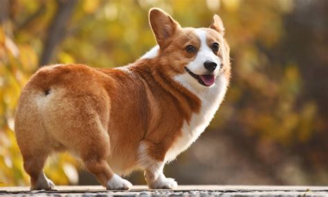 Corgi Price in the Philippines (2024) .